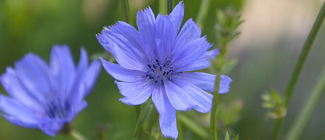 Bachblüten Beratung und Therapie